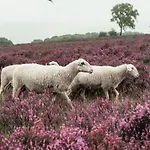 Veluwe De Beyaerd Хульсхорст