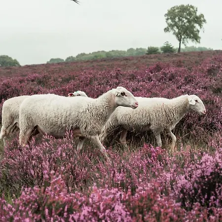 Veluwe De Beyaerd هولْسْهورست