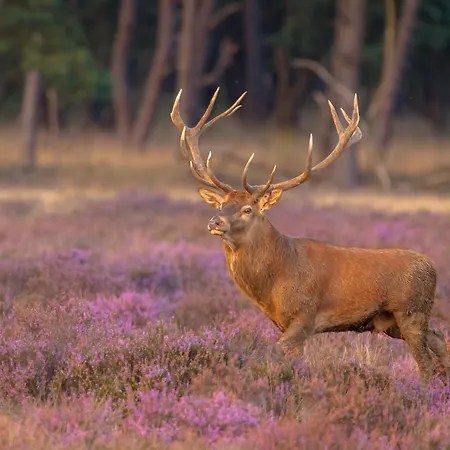 Veluwe De Beyaerd Hulshorst