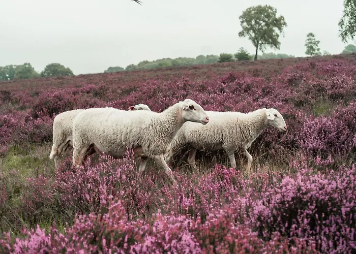 Veluwe De Beyaerd Hulshorst